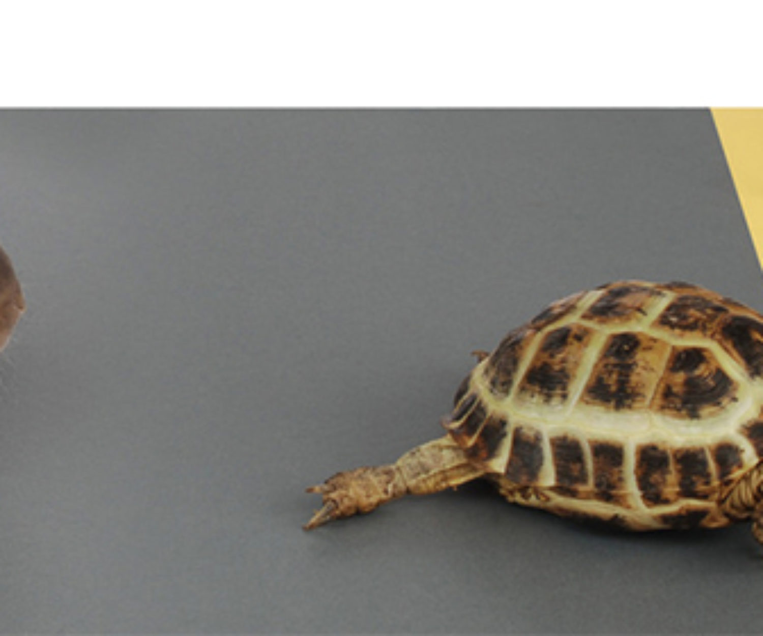 Patience Key to Success SEO